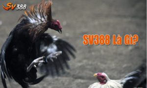 SV388 là gì?